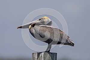 Pelican on Sanibel Island in Southwest Florida