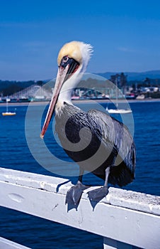 Pelican Santa Cruz