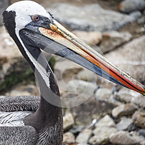 A Pelican scavenges for food in the Chorrilos Fishermans market. Lima, Peru