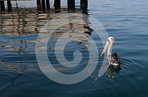 Pelican in the sea