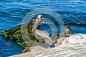 Pelican at Seaside Cliff - La Jolla Cove