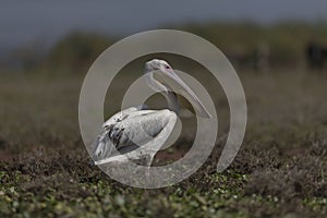 Pelican seen at lake Naivasha,Kenya,Africa