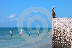 Pelican Sentry photo