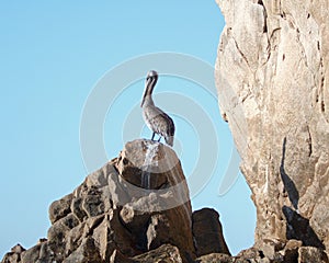 Pelican and shadow on Lands End at Cabo San Lucas Baja Mexico