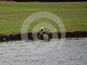 Pelican on the shore of a pond photo