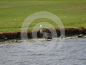 Pelican on the shore of a pond photo