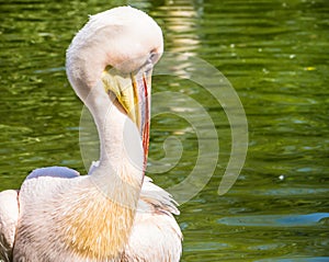 Pelican