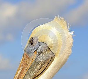 Pelican  side head shot Florida