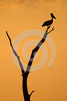 Pelican silhouette