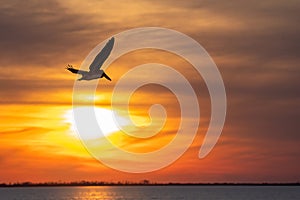 Pelican silhouetted against beautiful orange sunset sky