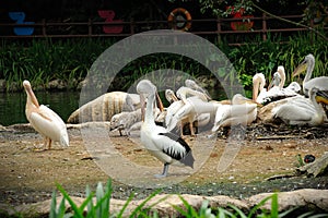Pelican in Singapore Zoo