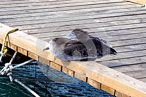 Pelican sits on a wooden landing stage, Aruba