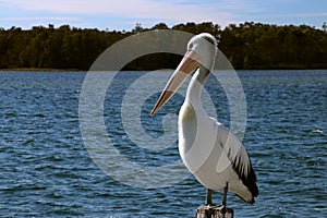 Pelican sitting calmly on pole