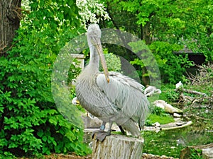 Pelican sitting on a chopped wooden piece