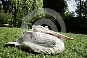 Pelican sitting on the grass