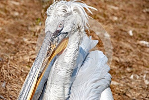 Pelican sitting on the ground