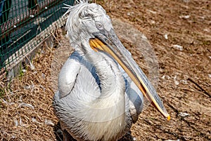 Pelican sitting on the ground
