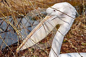 Pelican sitting on the ground