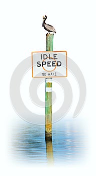 Pelican sitting on a IDLE SPEED NO WAKE sign isolated on a white background photo