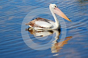 Pelican sitting on the Lake.