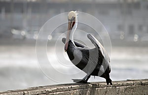 Pelican Sitting On Pier readying to fly