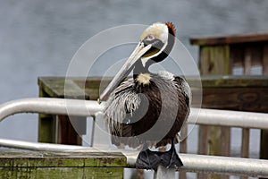 Pelican sitting on a rail
