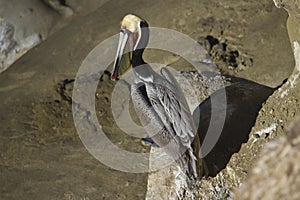 Pelican sitting on the rocks