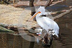 Pelican sitting on a snag on the lake