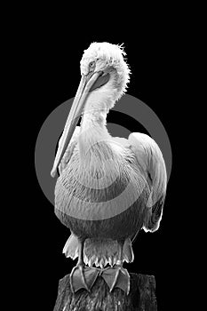 Pelican sitting on trunk on black background