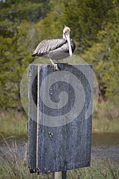 Pelican sittng on a blank sign