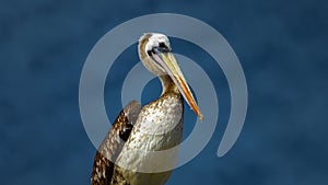 Pelican photo