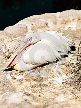 Pelican Sleeping