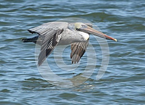 Pelican soars close to the ocean tidal poor looking for a fresh meal