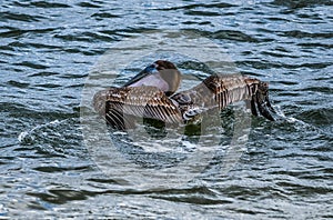 Pelican Splash Landing with his Pouch Full