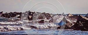 Pelican and Splashing Waves on the Jetty