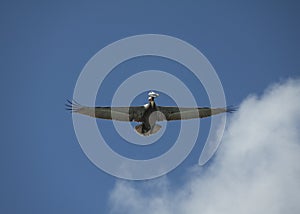 Pelican with spread wings