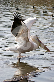 Pelican Spreading wings