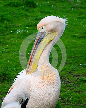 Pelican in St James\'s Park London grooming with large bill