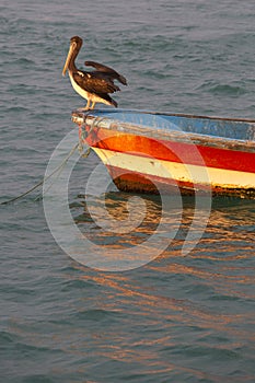 Pelican standing on a fisher boat, Peru