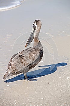 Pelican Standing on a Florida Beach
