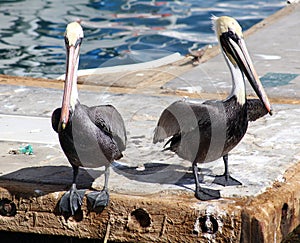 Pelican standing flying in Tropical paradise in Los Cabos Mexico