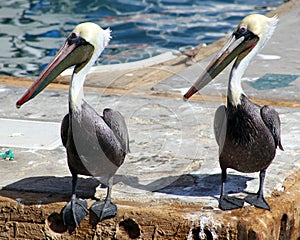 Pelican standing flying in Tropical paradise in Los Cabos Mexico