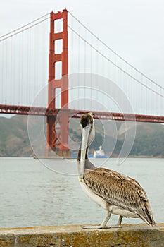 Pelican standing with Golden Gate bridge in background.