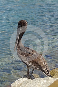 Pelican standing in the harbor