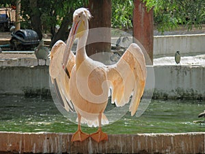 A Pelican standing with its wings open