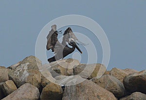 Pelican Standing on a Large Rock Jetty in Aruba