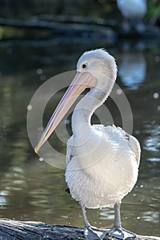 Pelican standing on a log near a pond