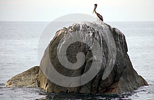 Pelican standing over a rock in ocean Tropical paradise in Los Cabos Mexico