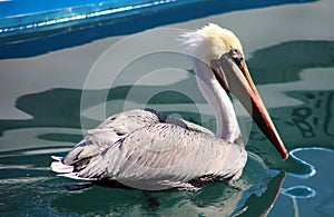 Pelican standing over a rock in ocean Tropical paradise in Los Cabos Mexico