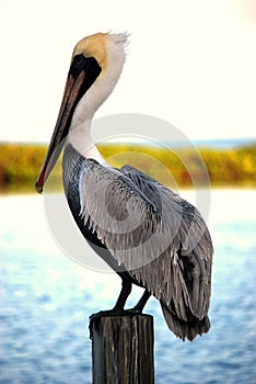 Pelican standing on a piling.
